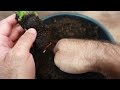 🥭 How to grow mango from seed