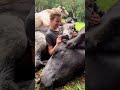 This Cow Is The Best Snuggle Buddy | The Dodo