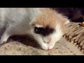 Abandoned Baby Kitten: 'Be my Mommy... Please!'