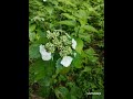 神戸市立森林植物園〜紫陽花✨