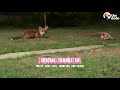 Foxes Sneak Into Backyard And The Cutest Thing Happens | The Dodo Wild Hearts