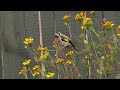 Goldfinch in the marigolds
