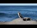 Little pied cormorant looking for prey