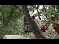 Quick Clip of tree work at the neighbors - chainsaw on a high lift