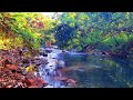 MORNING FOREST SOUNDS: BIRDSONG AND RIVER STREAM FOR DEEP SLEEP, RELAXATION, AND NATURE SOUND ASMR