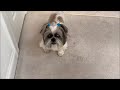 See how 15 year old Shih Tzu Lacey is doing with cute dog socks 🧦🐾👌🏻 | Koi & goldfish pond 🐟🐸