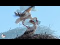 A fehér gólya – minden amit tudni szeretnél róla