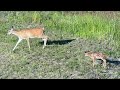 Rogue Doe Trying to Attack Young Fawn - Mother Doe To the Rescue | Nature | Wildlife