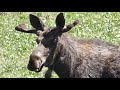 Bighorn National Forest Moose