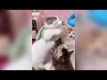 Crazy animals will make you die laughing 😂 New funny animals 2024 😅