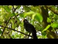 Blackbird Singing in Forest - Relaxing Sounds of Nature