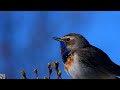 Bluethroat singing,Blåstrupe,Варакушка,Gorgebleue à miroir chant,Blauwborst,bird song Hovden,p1000