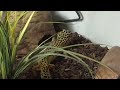 Leopard gecko feeding video 6