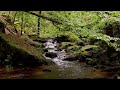 🌳 Spirit Of The Forest - Relaxing Nature Sounds