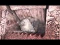 💆‍♀️Satisfying Stone Crushing Process ASMR Giant Rock Crushing ,Jaw Crusher in Action