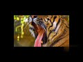 Amazing nature, saber toothed tiger