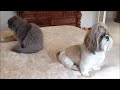Shih Tzu and Blue Persian Together, a Rare Site 😂 | Lacey Dog 🐶 and Lexi Cat 😺