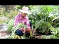 PLANTING & HARVESTING ARTICHOKES