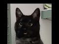 Black cat video