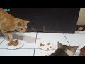 kucing cute oyen dan cumi makan ayam geprek hari ini