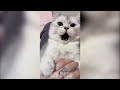 1 HOUR OF FUNNIEST CATS AND DOGS  VIDEOS 2023 |Crazy Pets