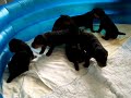 Bleu & Portia Airedale puppies (3 wks-old)