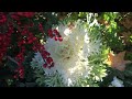 Christmas decorated flowerbeds at University Village, Seattle - next to Apple Store video clip 3