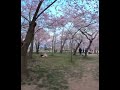 【出張動画】日米友好の証として1912年から植樹されたワシントンD.C.の桜🌸　#washingtondc #usa  #cherryblossom #ワシントンdc #アメリカ #桜 #花見
