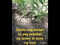 Pagpapa laki ng laman at puno ng luya.