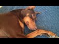 Doberman grooms, hugs, and pets blind cat,..then SMILES! .