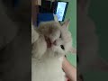 making fluffs purr