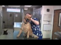 Veterinary Technician and Assistant Training: Handling and Restraining Dogs