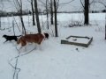 Dogs in the Snow - Part Two