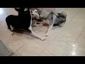 Siberian Husky Puppies pissed off Steel🥰#siberianhusky #husky #love #puppy