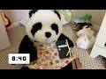 Summer Morning Routine for a Stuffed Animal Model