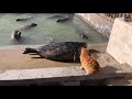 Cats vs Wild Animals! (A Compilation)