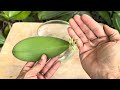 Plant 1 Orchid Leaf This Magical Way Will Instantly Revive The Roots