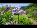 The most beautiful perennial garden on a ranch in Japan!