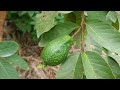 How To Propagation Guava Tree From Cutting | Best Natural Rooting Hormone