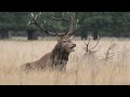 Red deer stag | Deer bellowing | Male deer rutting sound