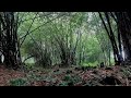 Rain sounds for sleeping relaxing music forest heavy rain sound for sleeping the Bamboo tree rain