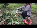 Harvesting lychees as big as chicken eggs to sell at the market - Thu Hien Farm