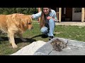 My 3 Dogs Meet Tiny Kittens for the First Time!