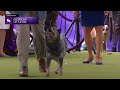 Australian Cattle Dogs | Breed Judging 2024