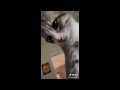 Funny Cat Videos Try Not To Laugh 😹Funniest Cat Videos in The World😺Funny Cat Videos Compilation #93