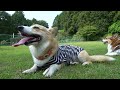 ドッグランで遊ぶコーギー　Corgis playing at the dog park