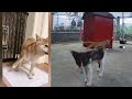 🤣🤣 New Funny Cats and Dogs Videos 🤣🐱 Funny Animal Videos # 12