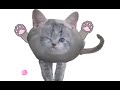 DUMPLING CAT?!?!!?? 😱😱😱 #dumpling #cat #newtrend ? #funny #meme ?