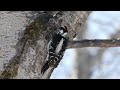 Hairy Woodpecker - Panasonic G85 w/ 100-300mm