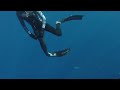 Shark Diving Florida 2019